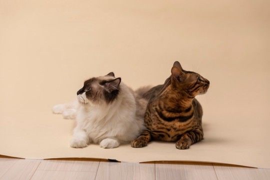 猫の多頭飼いで避けるべき『仲の取り持ち方』3選　逆効果になりうる理由や正しい接し方も解説