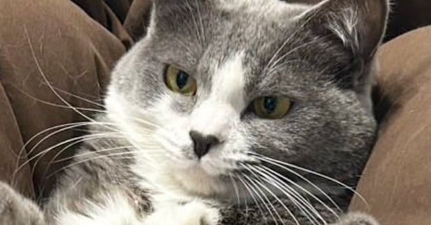 娘が猫の足に『乗せていたもの』とは……ママ困惑の『撮影会の様子』に「発想がすごいｗ」「芸術家ｗ」「なかなかのバランス感覚」と爆笑の声