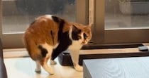 窓際から立ち去ろうとした猫→突然、『雷の音』が聞こえてきた結果…見事なリアクションに「お手本のような所作ｗ」「今のニャんだったんだ…」