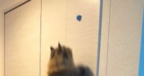 壁にリボンを貼って『猫がどこまでジャンプできるか』挑戦→目標が高くなりすぎた結果…可愛すぎる行動に反響「助走なしですごい」「頑張ったｗ」