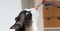 おやつをもらう先輩猫→となりにいた『後輩猫の表情』を見ると……キュンとくる光景に「鳥の雛かｗ」「待ちきれないのねｗ」と２万いいねの反響
