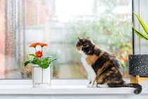 猫と迎える『梅雨の時期』に気を付けたいこと4選　注意が必要な理由から健康ケアの方法まで