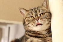 猫が『悲しそうな声』で鳴いているときの理由5つ　伝えたいことがあるの？気持ちを読み取るコツまで