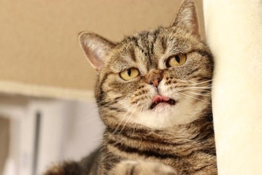 猫が『悲しそうな声』で鳴いているときの理由5つ　伝えたいことがあるの？気持ちを読み取るコツまで