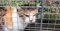 『罠にかかった猫』を発見→近づいてみたら…人間の言葉にしか聞こえない『衝撃の鳴き声』が602万再生「くがはっきり聞こえる」「想像以上」