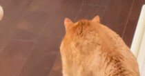 しっぽを膨らませる兄猫→妹猫がゆっくりと近づいてくると…喧嘩するかと思いきや『予想外の展開』に反響「何回も見ちゃったｗ」「なになにｗ」