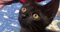 手のひらサイズの『とっても小さかった子猫』が、３年後→『貫禄』が出てきて…劇的なビフォーアフターに「すくすく育ったねｗ」「なんて素敵」
