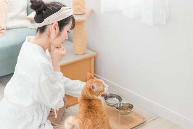 ご飯をあげる女性と顔を背けている猫