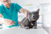 猫の命に関わる『膵炎』ってどんな病気？気付きにくい初期症状から治療法まで解説