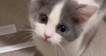 子猫に『にゃあは？』と話しかけた結果…尊すぎるやり取りと『現在の様子』が17万再生「たまらんなぁ」「控え目なのがまた可愛らしい」