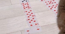 ７並べを途中でやめた息子→不思議に思い、様子を見に行くと…どう見ても『ゲームどころじゃない光景』に爆笑「やめざるを得ないやつｗｗ」
