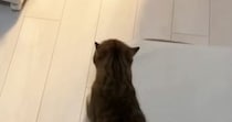 まだご飯の時間じゃないのに…誘導してくる猫について行った結果→『圧がすごい光景』に笑う人が続出「無言の圧ｗ」「誘導するの賢いｗ」