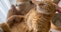 猫が使い続けた『ボロボロのハンモック』を買い替えたら…3日後の『まさかの光景』が64万再生「オチわかってても爆笑した」「泣けてくるｗ」