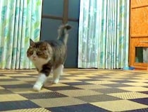 警戒心が強かった元ボス猫→別の部屋から名前を呼ばれた瞬間…絆を感じる『愛おしい光景』が20万再生「なんてお利口」「忠犬ならぬ忠猫」