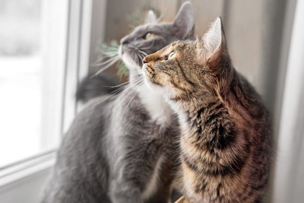 窓の外を見る2匹の猫