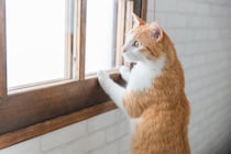 猫が独特な声で鳴く『クラッキング』をする心理3つ　不思議な行動の意味や起こりやすいシーンまで