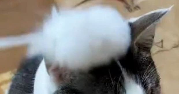 猫じゃらしで頭をポンポンされた猫→『遊んでくれる』と思ったら…まさかの光景に２万いいね「無我の境地ｗ」「完全に気分じゃないらしいｗ」