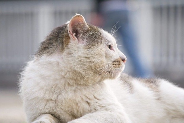 動くものを見ている老猫