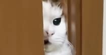 お父さんのもとに行きたい猫→少ししか開いていない『ドアの隙間』から……一生懸命な様子に「シャイニングで草」「おててが可愛すぎる」と反響