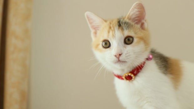 子猫の首輪