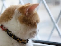 猫にとって『危険な首輪』の特徴5つ　危険なトラブルの可能性や安全な選び方