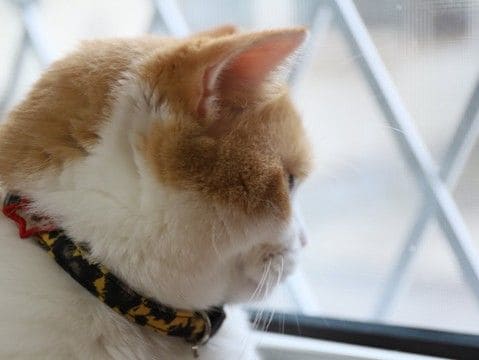 猫にとって『危険な首輪』の特徴5つ　危険なトラブルの可能性や安全な選び方