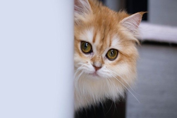 物陰から様子をうかがう猫