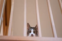 猫を『臆病な性格』にさせる要因4つ　起こりうるトラブルから心がけたい関わり方まで