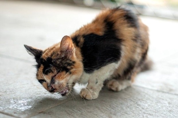 咳をする猫