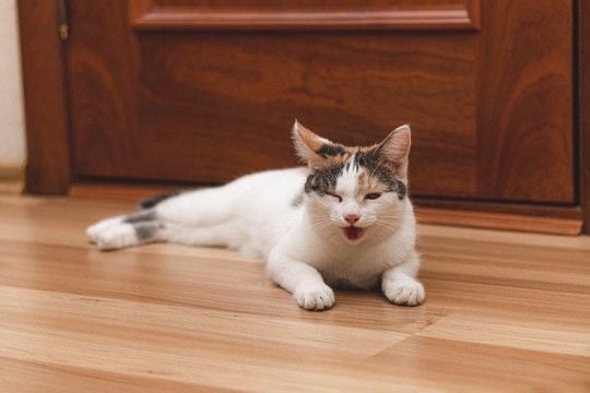 猫が『咳をしている』ときに考えられる原因4つ　病気のリスクや取るべき対処法も解説