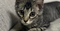 毛が短かった子猫→成長して、想像以上に『毛が伸びた』結果…２年後の『まさかの光景』に驚愕「神様とかにいそうｗ」「えっ～！すごく素敵」