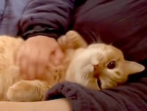 ママのことが大好きな猫→赤ちゃんのお世話の合間に甘えに来て…あまりにも『愛おしい光景』に「ママさんの取り合いだね」「癒される」の声