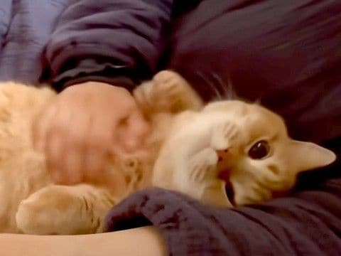 ママのことが大好きな猫→赤ちゃんのお世話の合間に甘えに来て…あまりにも『愛おしい光景』に「ママさんの取り合いだね」「癒される」の声