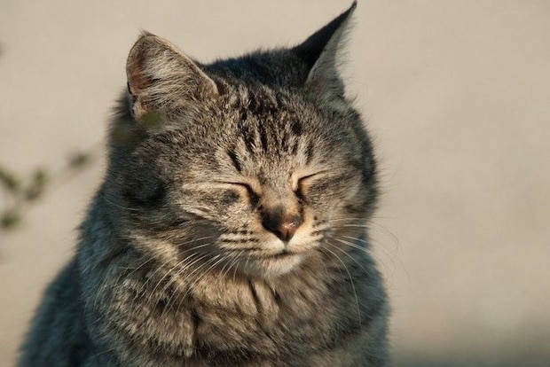 目を細める猫
