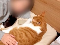 『飼い主の彼女』のことが大好きなネコたち→愛おしすぎる『まるで恋人のような行動』が12万再生「順番待ちしていて可愛い」「彼氏気分」