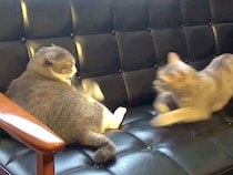 ソファでくつろぐ２匹の猫→『平和な光景』かと思いきや……突然の『急展開』に「何が気に入らなかったんだｗｗｗ」「なんて速度」と15万再生