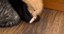 『子猫たちがいる部屋』に入ったら、綺麗に並んだ状態で…予想外の『キュンとくる光景』が13万再生「フォーメーションｗ」「可愛すぎるｗ」