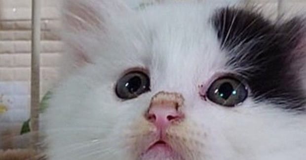 子猫を保護して数日→『ハンモックの上』を見たら…予想外すぎる光景に「中の人疑いたくなるｗ」「大物の予感ｗ」と1万9000いいね