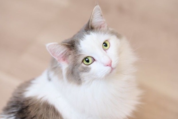 振り向く猫