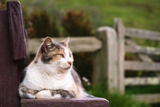 「長年の活躍、本当にご苦労さまでした！」　引退した「名物猫」へ賞賛の声が寄せられる　英国