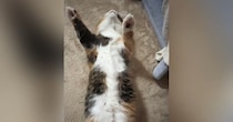 万歳したまま『仰向けで寝ていた猫』→顔を覗いてみたら…衝撃的な光景に「怖いよｗｗ」「死んだふりかなｗ」「心配が勝つｗ」と10万再生