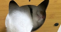 猫ハウスで『くつろぐ猫』を見ると……『独特な使い方』に笑ってしまう人が続出「見事なまでに美脚を披露されてるｗ」「肉球触り放題ｗ」