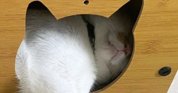 猫ハウスで『くつろぐ猫』を見ると……『独特な使い方』に笑ってしまう人が続出「見事なまでに美脚を披露されてるｗ」「肉球触り放題ｗ」