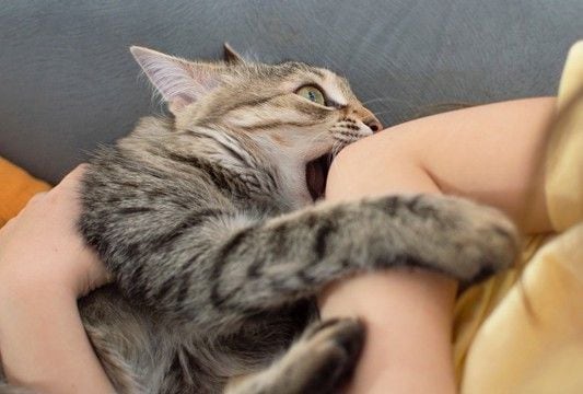猫が急に『襲いかかってくる』ときの理由5つ　隠されている心理から止めてもらう方法まで