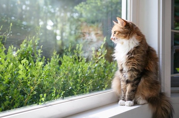 窓の外を見る猫