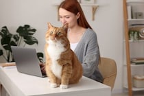 猫の『座っている場所』で気持ちがわかる？5つの位置で異なる意味や接し方のポイントを解説