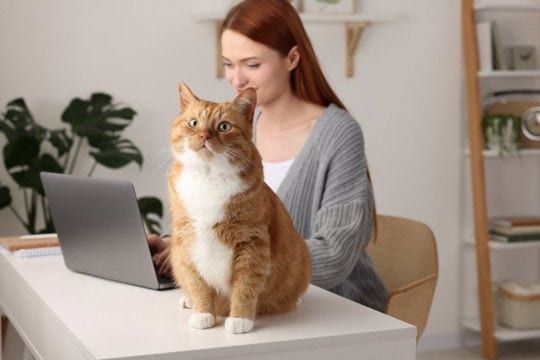 猫の『座っている場所』で気持ちがわかる？5つの位置で異なる意味や接し方のポイントを解説