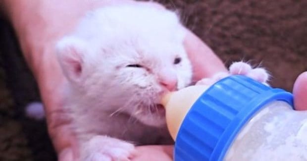 炎天下、草むらで保護された子猫→ひとりぼっちになってしまい、10ヶ月後…『感動の物語』に「もらい泣きした」「幸せに」と反響集まる