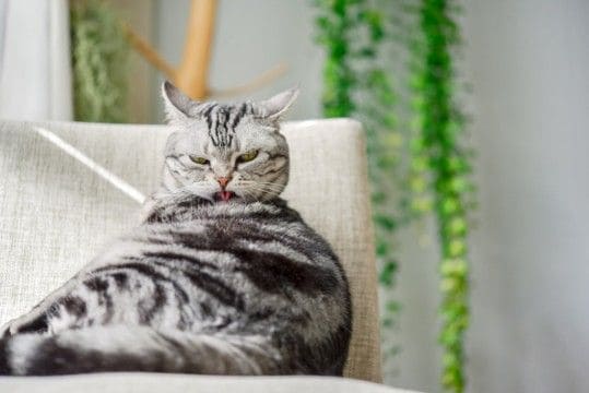猫が『ビックリした気持ち』を鎮めるためにする行動3つ　どんな効果があるの？飼い主にできることはある？