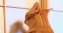 今まで障子を破っていた猫→『プラスチック製』に変わった結果…『可愛すぎる反応』に15万いいね「わかってやってるなｗ」「不満そうｗ」